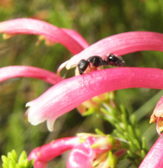 Camponotus niveosetosus