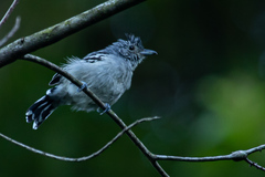 Thamnophilus ambiguus