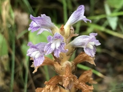 Phelipanche nana