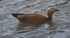 Tadorna ferruginea