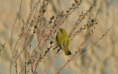 Phylloscopus collybita collybita