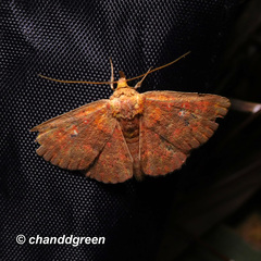 Sarobides inconclusa