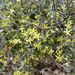 Corokia - Photo 由 Colin Meurk 所上傳的 (c) Colin Meurk，保留部份權利CC BY-SA