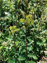 Senecio biserratus