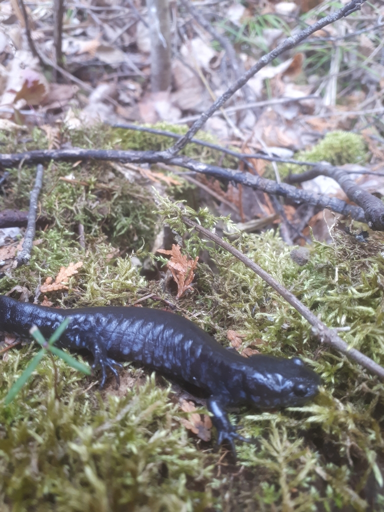 Bluespotted Salamander from Norwood, ON K0L 2V0, Canada on April 10