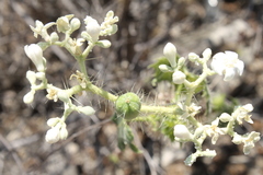 Cnidoscolus tehuacanensis