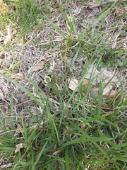 Bombus impatiens
