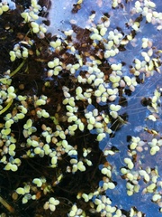 Lemna disperma