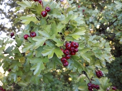 Crataegus monogyna