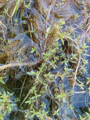 Crassula helmsii