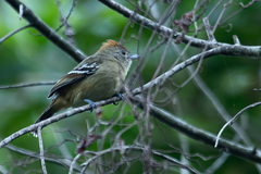 Thamnophilus ambiguus