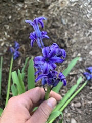 Hyacinthus