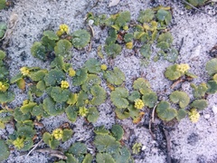 Hydrocotyle hirta