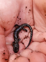 Plethodon kentucki