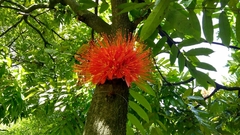 Brownea ariza