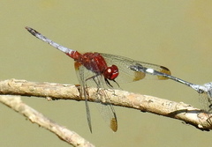 Erythrodiplax atroterminata