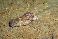 Haminoea navicula