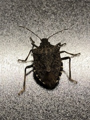 Halyomorpha halys