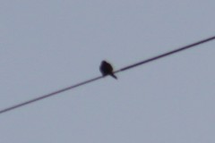 Myiopsitta monachus