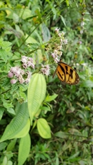 Ithomia iphianassa iphianassa