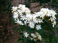Olearia stellulata