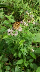 Ithomia iphianassa iphianassa