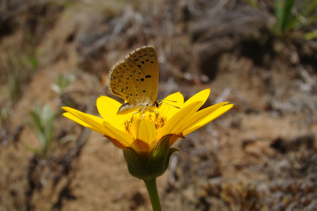 Pseudolucia parana