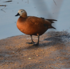Tadorna ferruginea