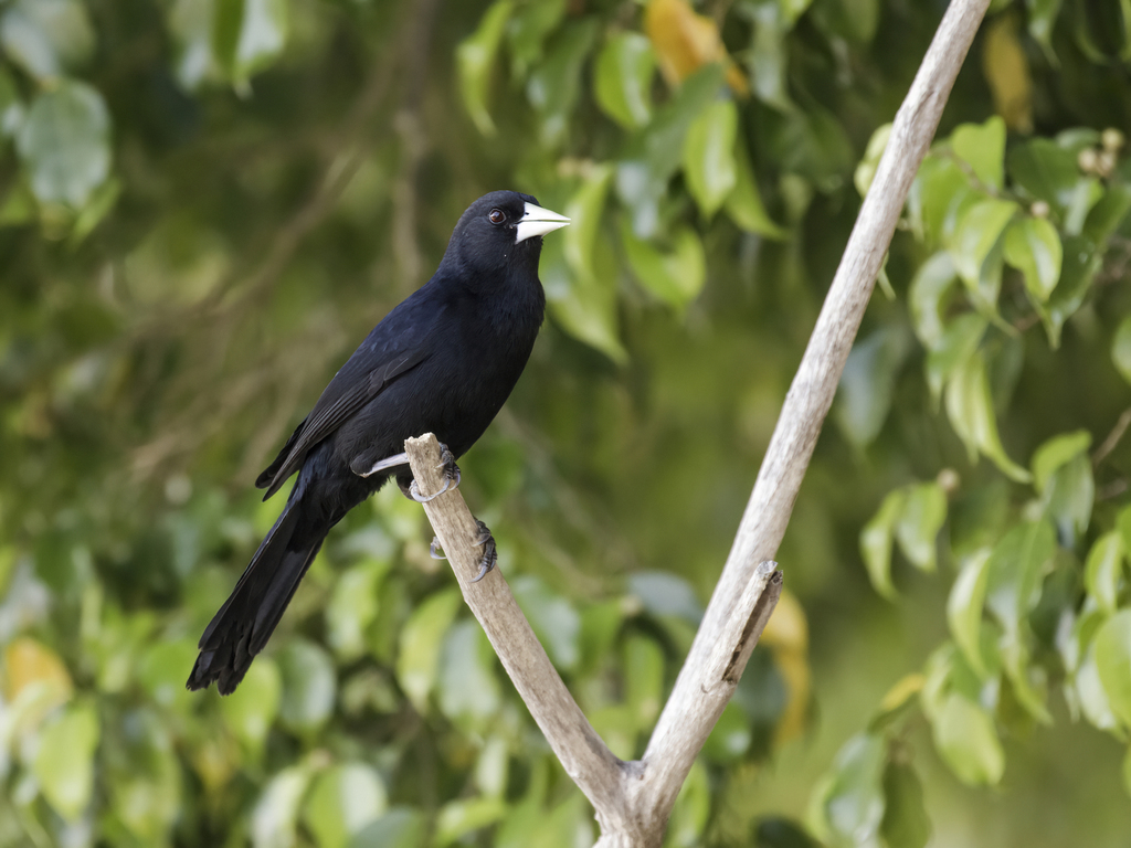 Solitary Cacique