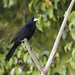 Solitary Black Cacique - Photo (c) Nick Athanas, some rights reserved (CC BY-NC-SA)