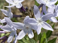 Amsonia ciliata texana