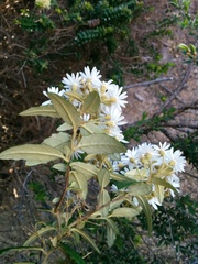 Olearia stellulata