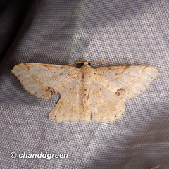 Calletaera subexpressa