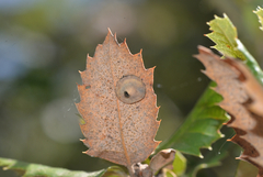 Paracraspis guadaloupensis