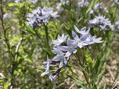 Amsonia ciliata texana