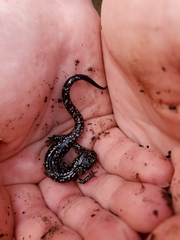 Plethodon kentucki