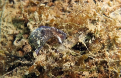 Haminoea exigua