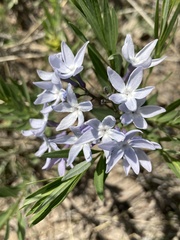 Amsonia ciliata texana