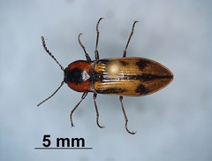 Selatosomus pulcher
