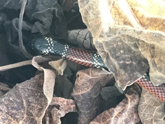 Micrurus sangilensis