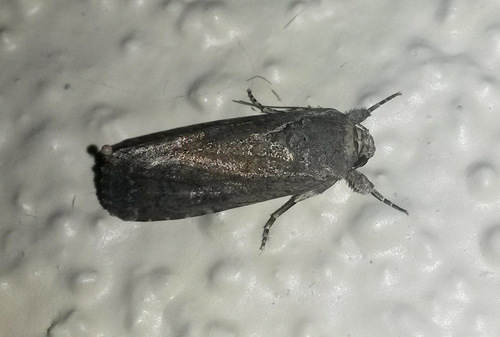 Fall Armyworm Moth photo 5