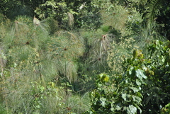 Cyperus papyrus