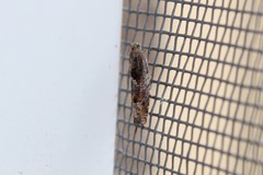 Pseudexentera mali