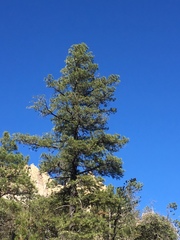 Pinus leiophylla