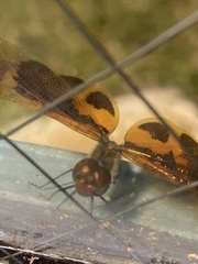 Celithemis eponina