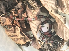 Micrurus sangilensis