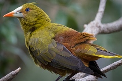Green Oropendola photo 3