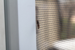 Pseudexentera mali