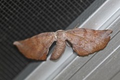 Parepisparis multicolora