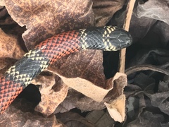 Micrurus sangilensis